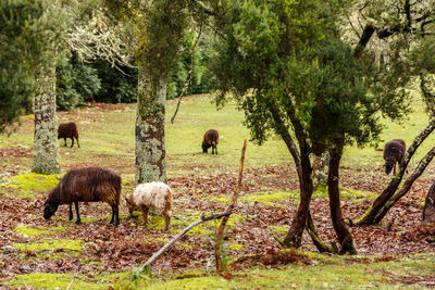 Sheep grazing on grass against trees