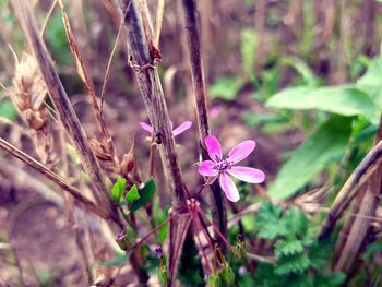 Close-up of flowers blooming outdoors