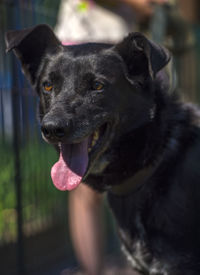 Close-up of black dog looking away