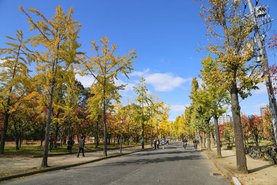 Trees by road in city against sky