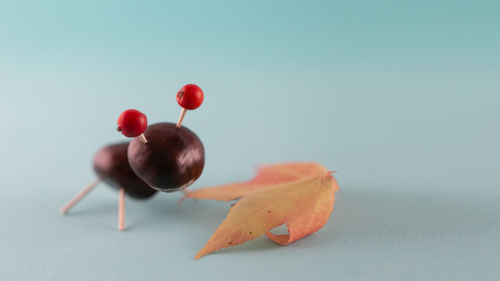 Close-up of red berries over white background