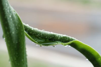 Close-up of raindrops on leaf