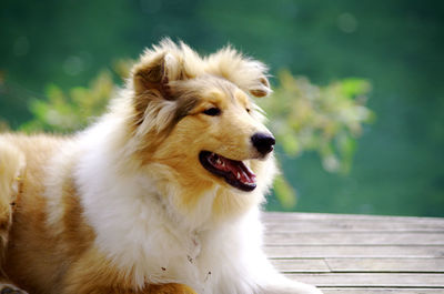 Close-up of dog sitting outdoors