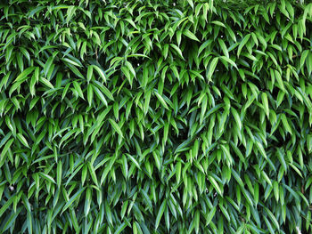 Full frame shot of fresh green plants