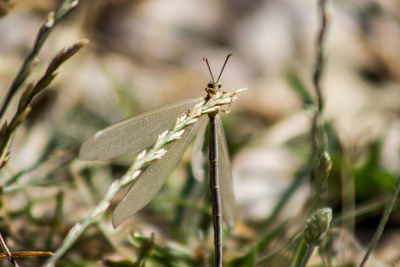 Close-up of twigs