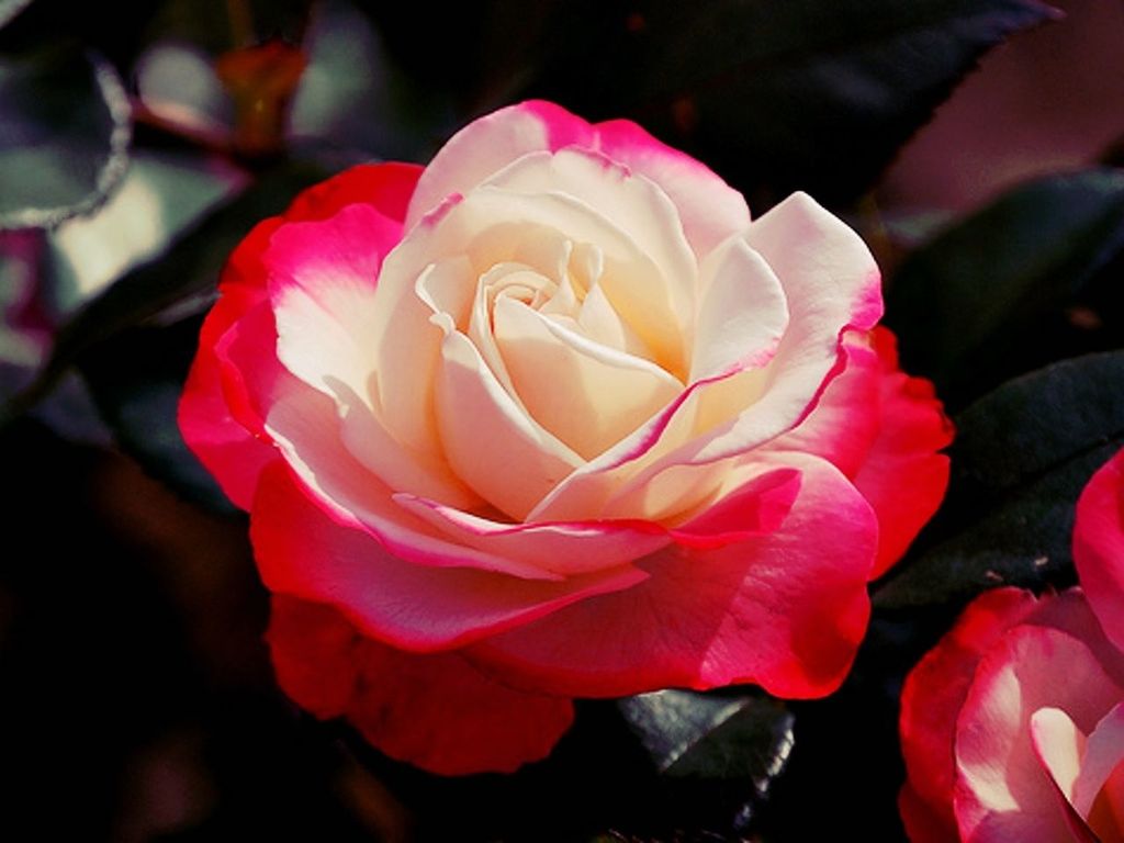 flower, petal, flower head, fragility, rose - flower, freshness, beauty in nature, close-up, single flower, growth, blooming, nature, rose, pink color, focus on foreground, in bloom, plant, blossom, no people, red