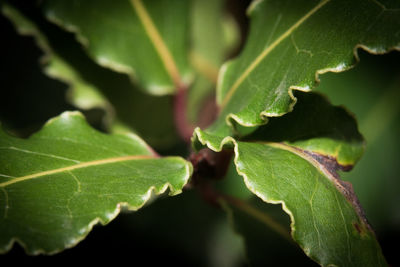 Close-up of green leaves