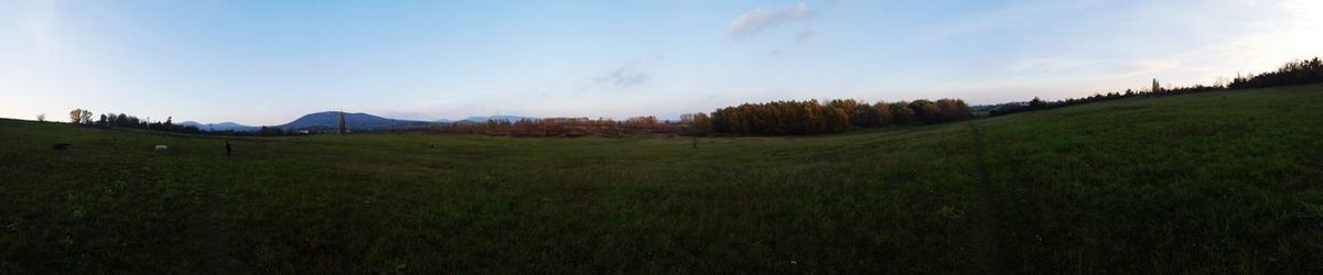 Scenic view of grassy field against sky