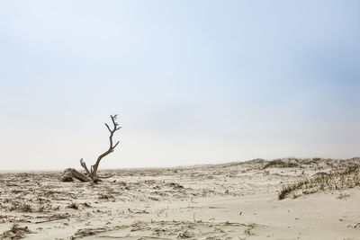 Bare tree on desert against clear sky