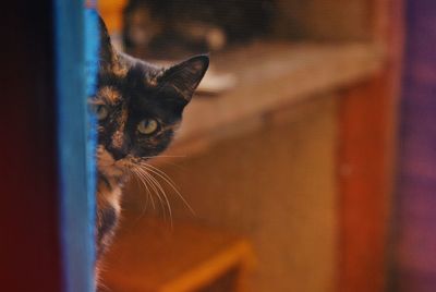 Close-up portrait of a cat