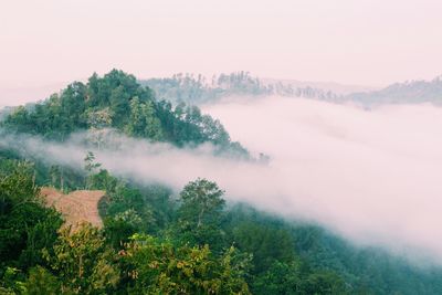 Scenic view of forest against sky