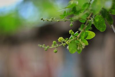 Close-up of fresh green leaves