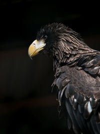 Close-up of eagle