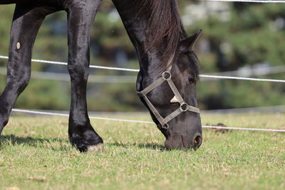 Low section of a horse on field