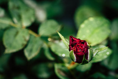 Close-up of red rose on leaf