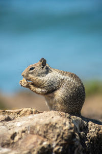 Squirrel eating nut