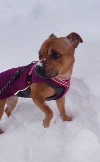 Close-up of dog on snow against sky