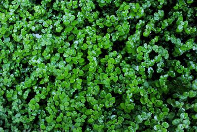 Full frame shot of green leaves