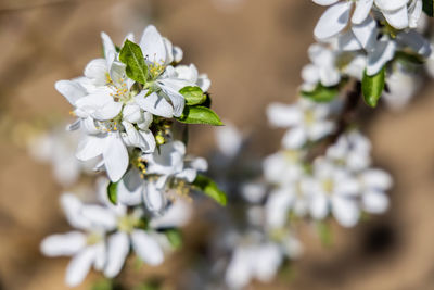 Close-up of white flowering plant