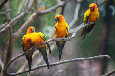 Birds perching on branch