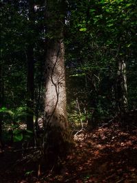 Trees in forest