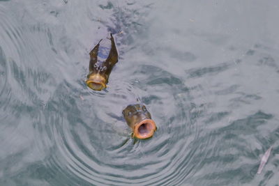 High angle view of fish swimming in lake