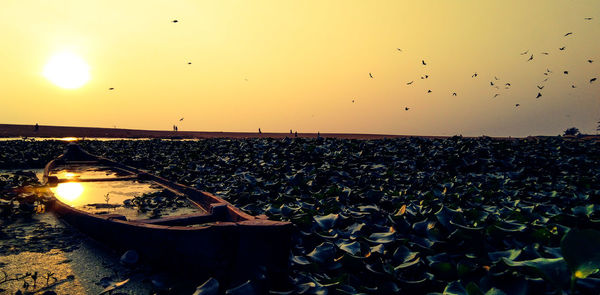 Birds flying over sea against sky during sunset