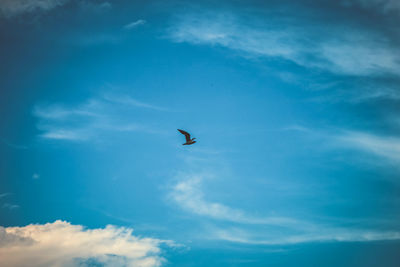 Low angle view of bird flying in sky