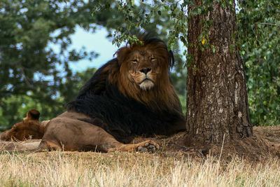 Lion relaxing on tree trunk