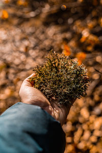 Close-up of hand holding plant