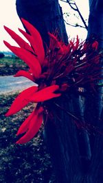 Close-up of red flowering plant
