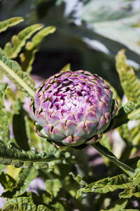 Close-up of artichoke growing in vegetable garden