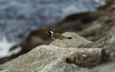 Close-up of bird perching on rock