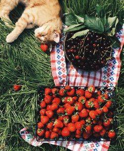 Directly above shot of cat relaxing by strawberries and cherries on grassy field