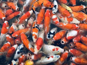 High angle view of koi carps swimming in pond