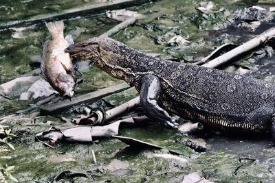 High angle view of lizard in water