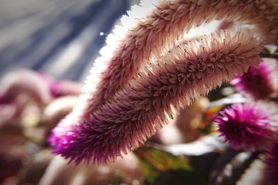 Close-up of pink flowers