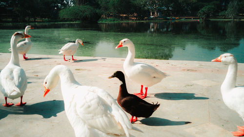 View of swans in lake