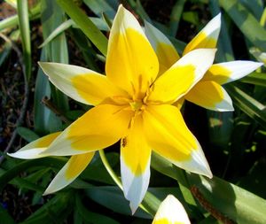 Close-up of yellow flowering plant