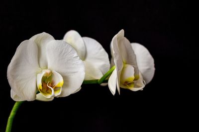 Close-up of white rose against black background