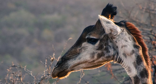 Close-up of horse on field