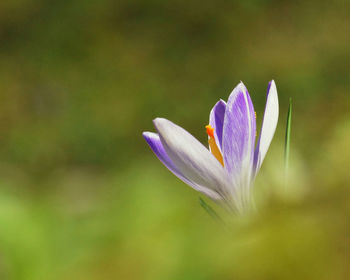 Close-up of purple crocus