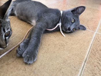 High angle view of cat sleeping on tiled floor