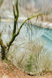 Close-up of bare tree by lake