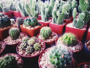 Full frame shot of succulent plants