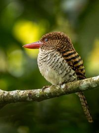 Close-up of bird perching on branch