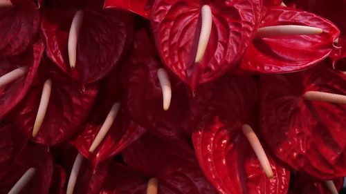 Full frame shot of red roses