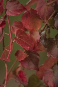 Close-up of leaves