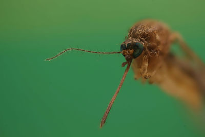 Close-up of spider