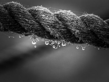 Close-up of wet spider web on rope 